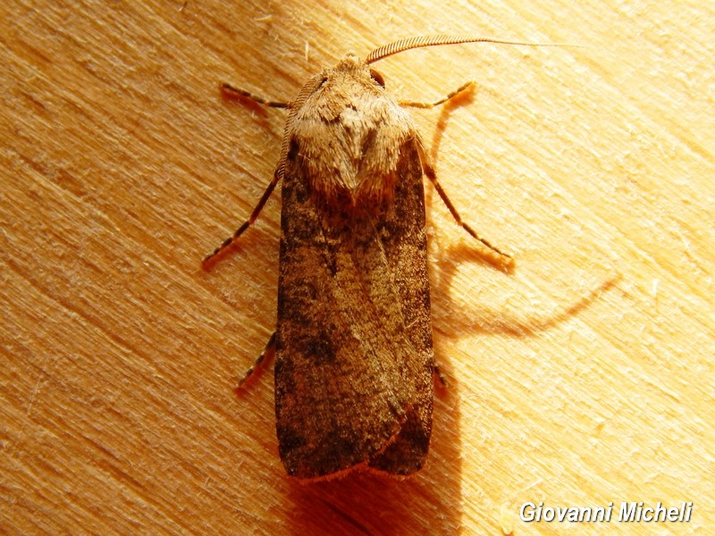 Noctuidae 1 da ID - Cfr. Agrotis trux